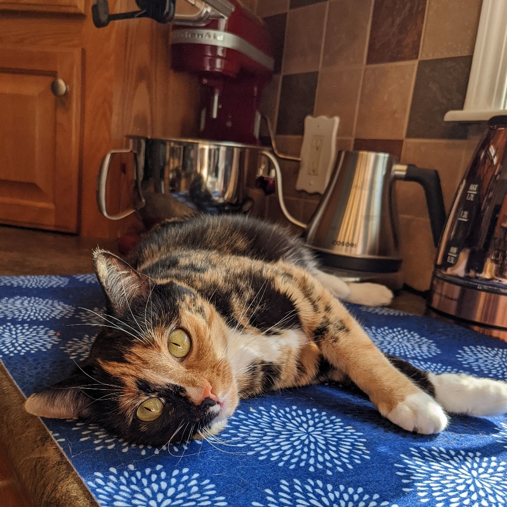 😻 Meet Your Posher's Cats! 😻 - Picture 8 of 16